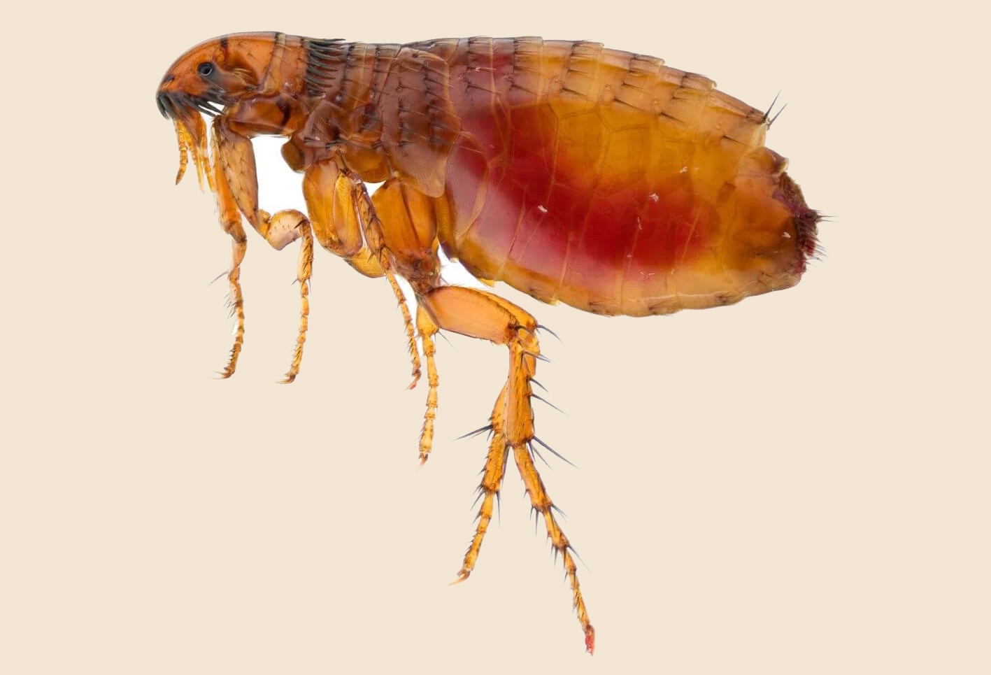 مكافحة البراغيث عمان الاردن