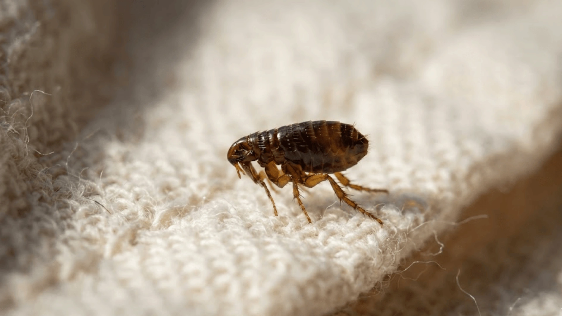 القضاء على البراغيث عمان الاردن