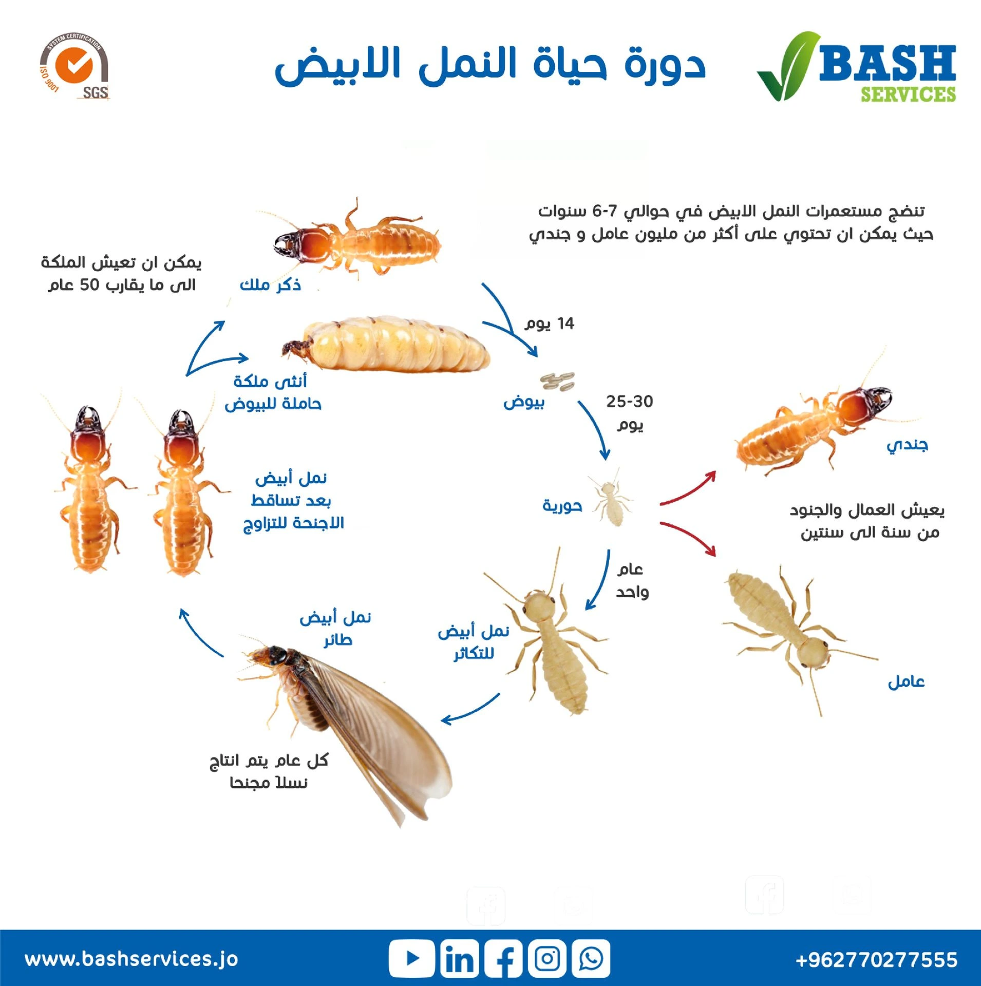 مكافحة النمل الابيض