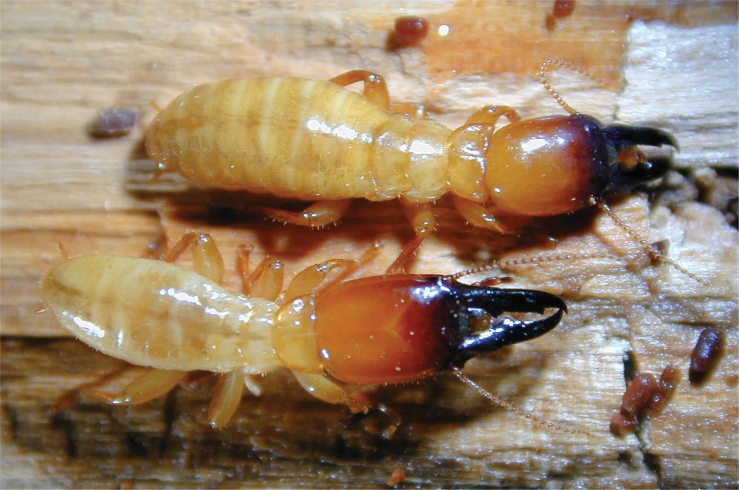 termites control amman jordan termites control amman jordan