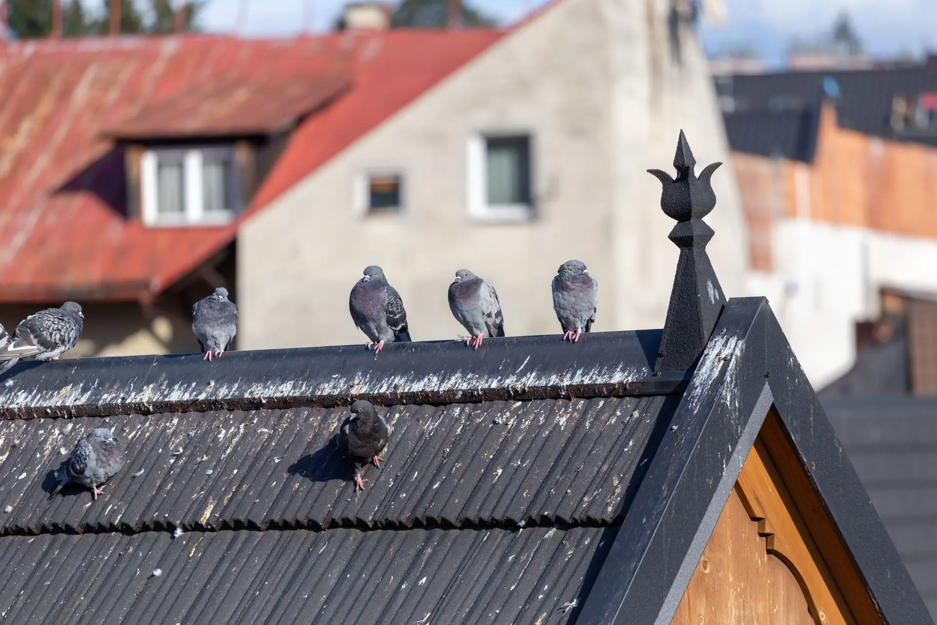 pigeon and bird deterrents amman jordan