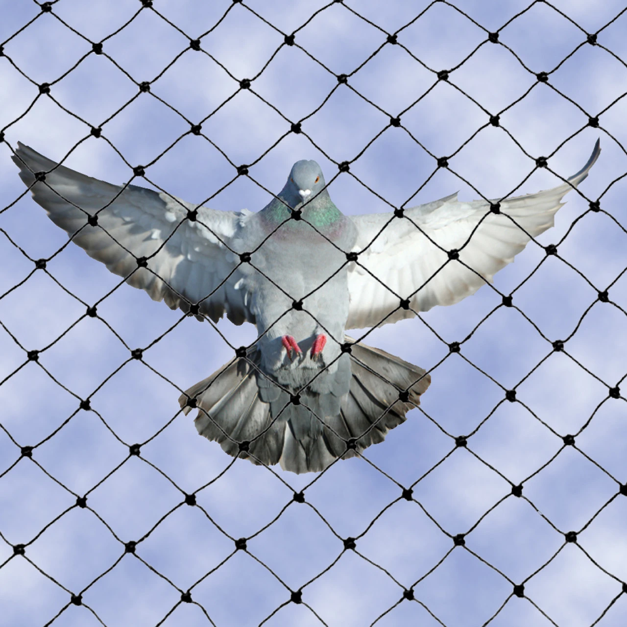 pigeon and bird nets and spikes amman jordan