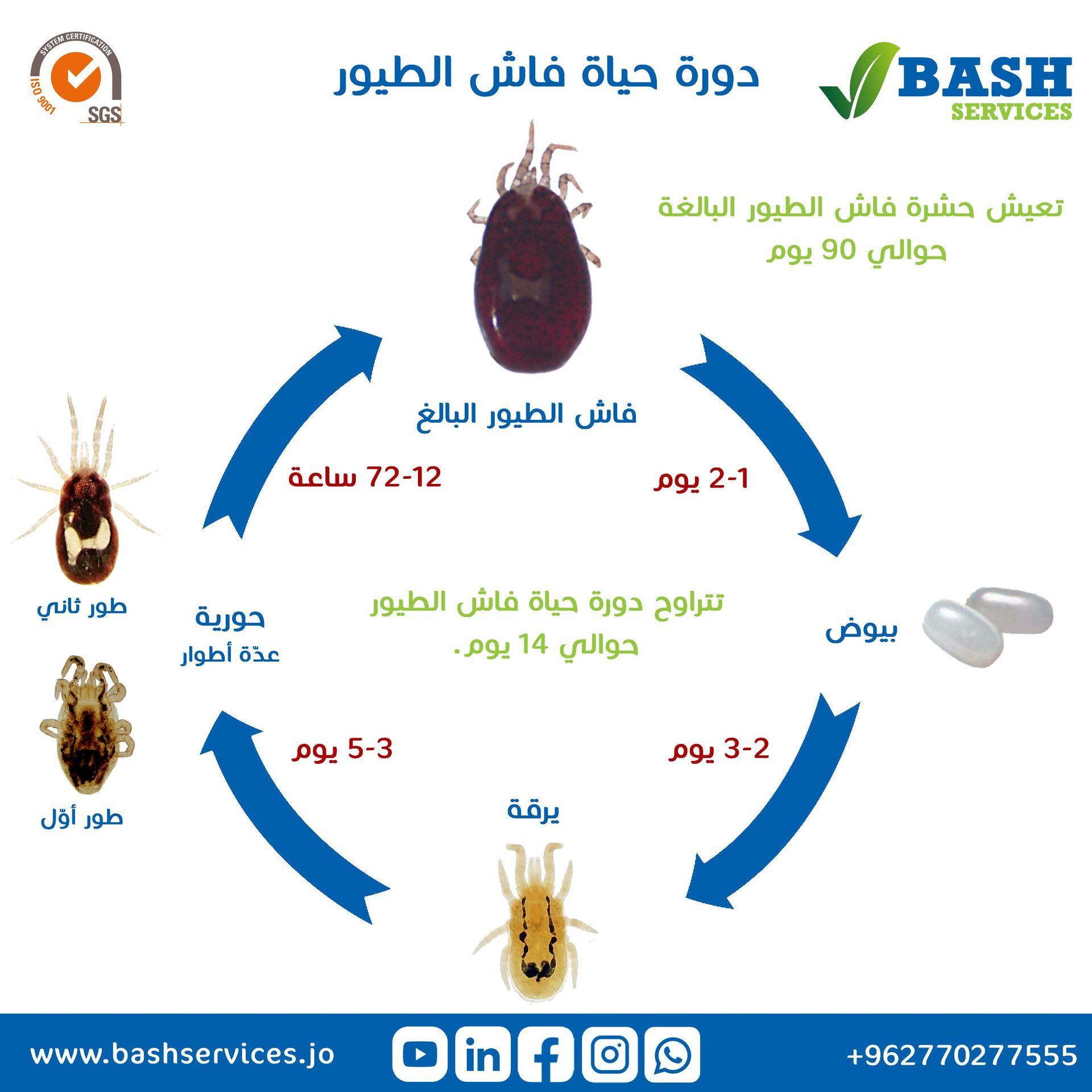فاش الطيور