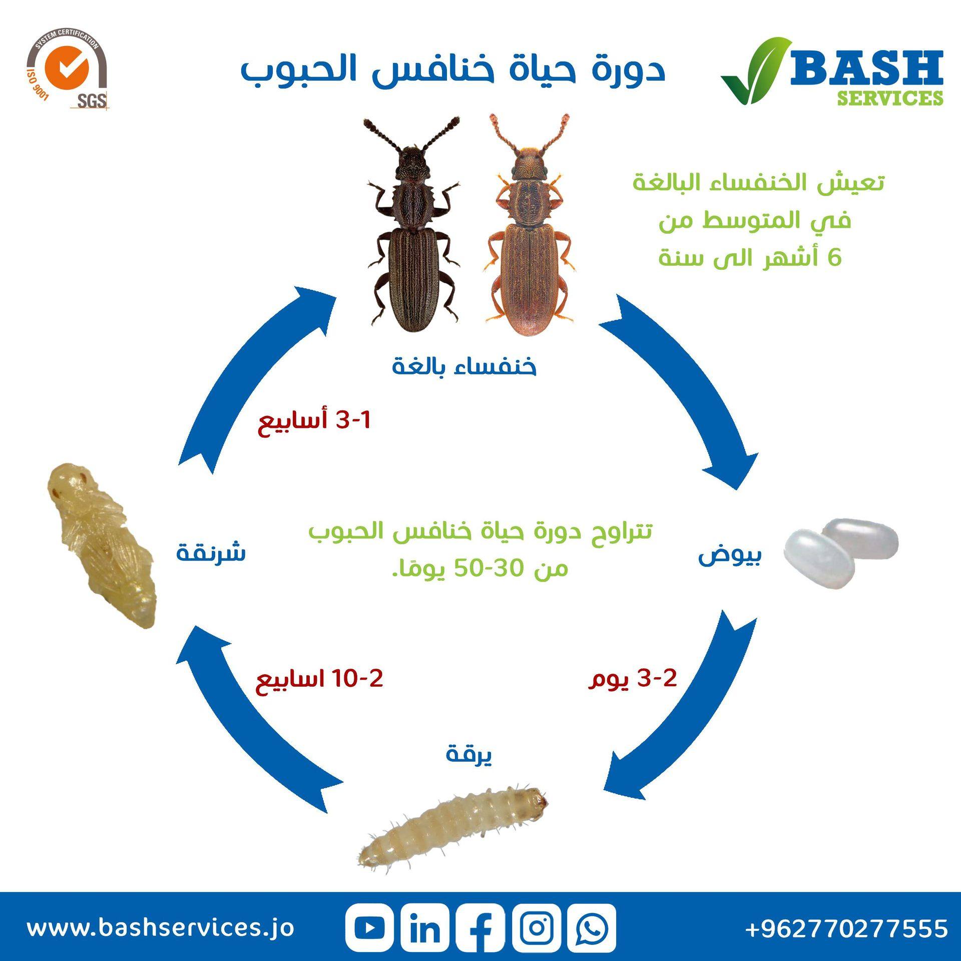 سوس الطعام