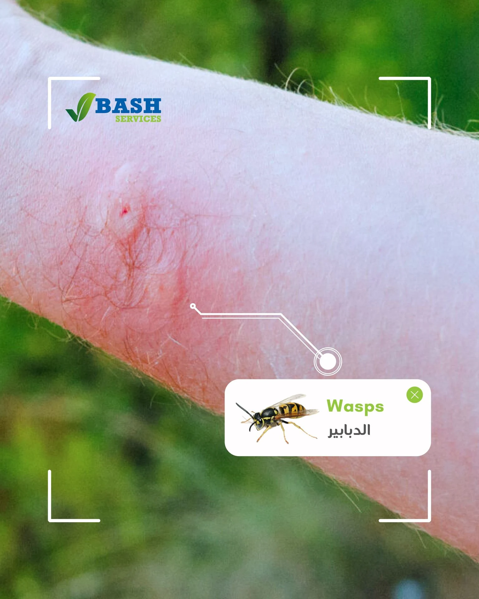 قرصات و لدغات الدبابير