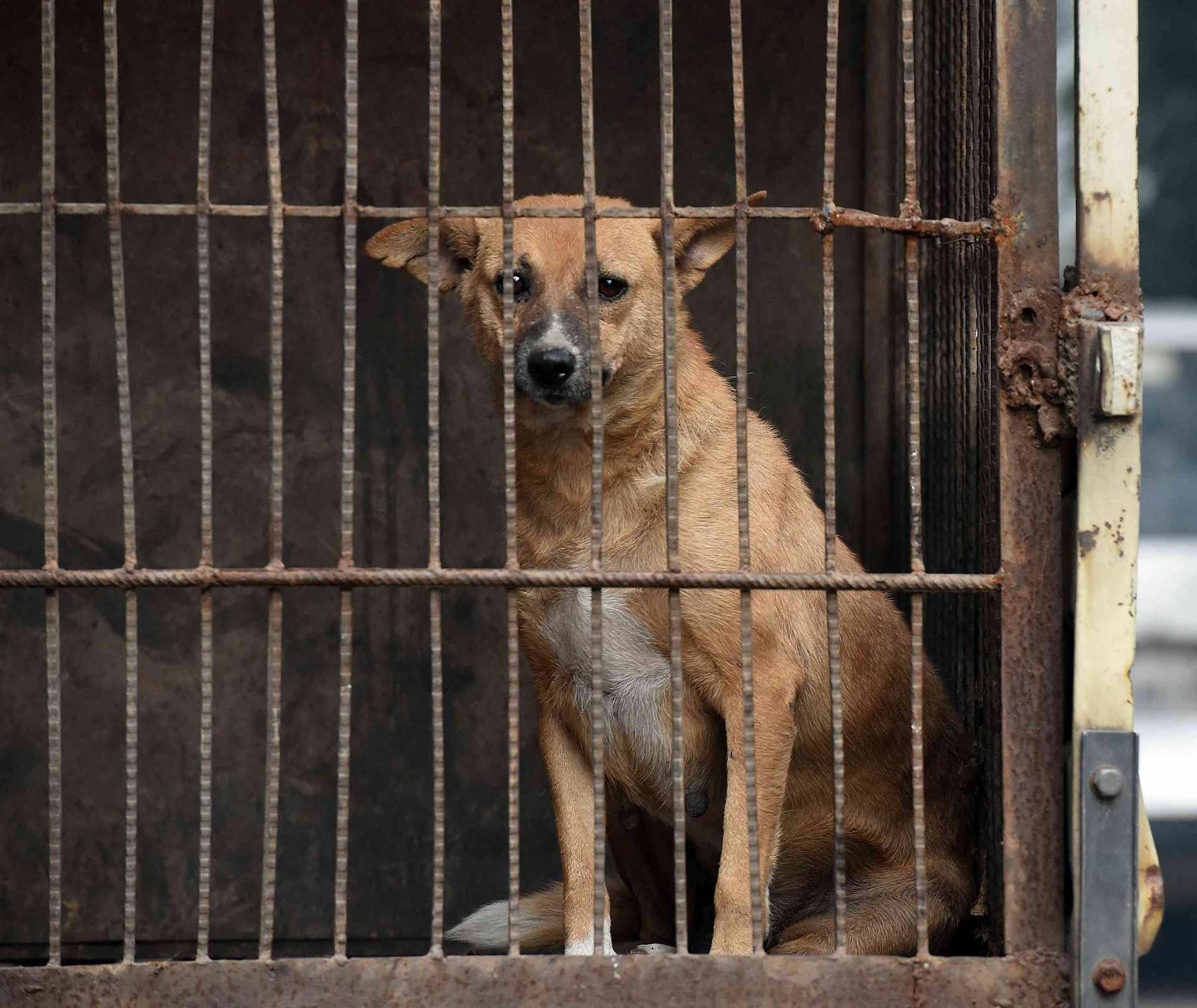 ادارة مكافحة الكلاب الضالة امانة عمان ادارة مكافحة الكلاب الضالة امانة عمان